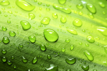 Water drops on leaf, dew drops.