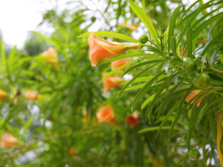 Cascabela thevetia Juss. ex Steud.