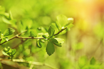 Fototapeta na wymiar Fresh spring leaves on branch, close up