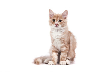 Siberian kitten on white background. Cat sitting.