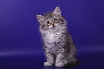 Naklejka na ściany i meble Small Siberian kitten on blue violet background. Cat sitting.