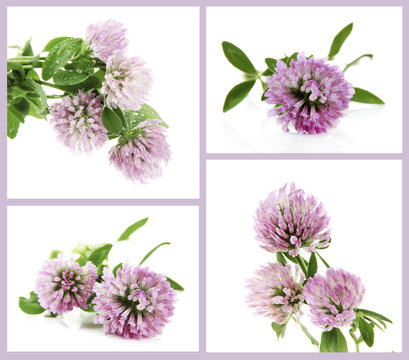 Clover flowers compositions in collage