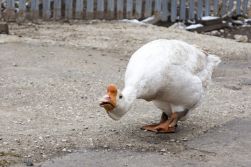 angry goose