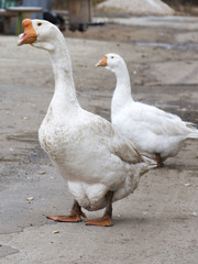 geese in the farm yard