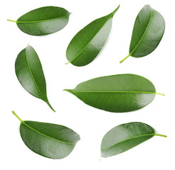 Green leaves isolated on white