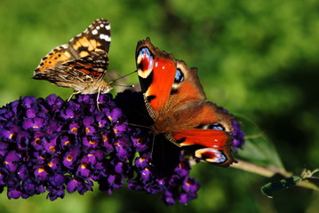 Бабочки Селена и Павлиний глаз на любимом фиолетовом цветке