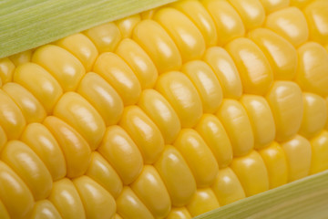 生のトウモロコシ