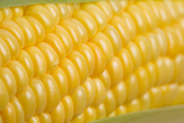 生のトウモロコシ