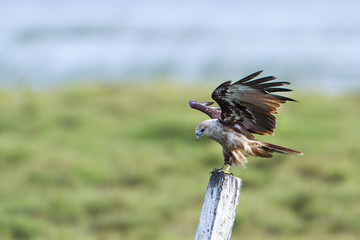 Brahminy kite in Pottuvil, Sri Lanka