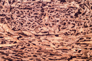 Close up piece of wood damaged and eaten by termite