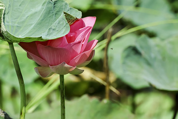 Thai pink lotus.