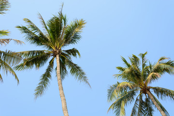 Obraz na płótnie Canvas coconut tree on blue sky background