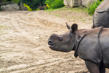 Obraz premium African rhino