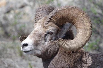 Dickhornschaf in den kanadischen Rocky Mountains