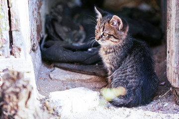 Kitten outdoors