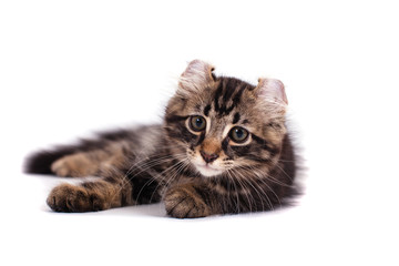 Small Curl kitten tabby on white background. Cat lying.