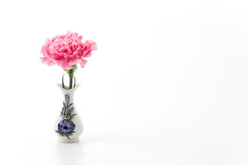 pink carnations flower