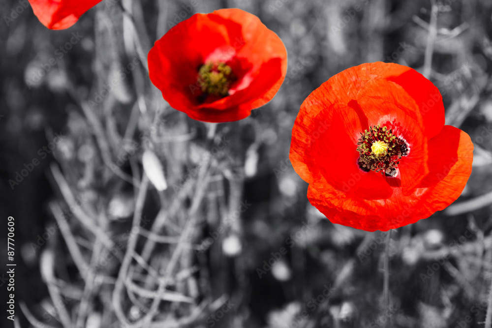 Wall mural Red poppy flowers for Remembrance Day / Sunday