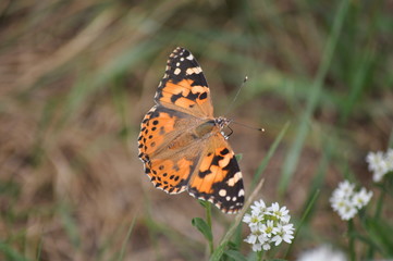 Distelfalter (Vanessa cardui) auf weißen Blüten und grüne Blätter im HIntergrund