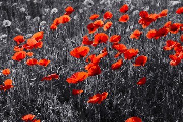 Fototapeta premium Czerwone kwiaty maku na Dzień Pamięci / Niedziela
