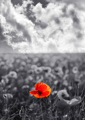 Red poppy flowers for Remembrance Day / Sunday