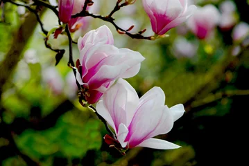 Crédence de cuisine en verre imprimé Magnolia Fleurs de magnolias - Deux fleurs de magnolias sur un fond sombre