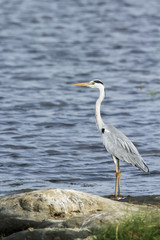 Grey heron in Pottuvil, Sri Lanka