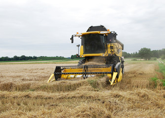 Fototapeta premium GERMANY - Combine harvester on a corn field in action