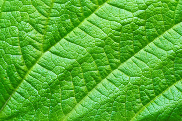 Green leaf nature background