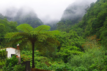 Laurisilva forest,Madeira Island.Unesco heritage