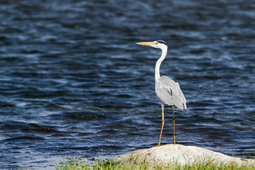 Grey heron in Pottuvil, Sri Lanka