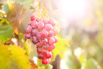 Bunches of ripe grape on plantation closeup
