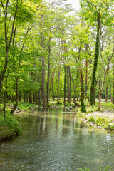新緑の渓流と森