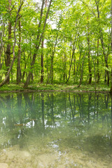新緑の渓流と森
