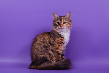 Siberian kitten on lilac violet background. Cat sitting.