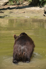 Obraz na płótnie Canvas Braunbär geht ins Wasser