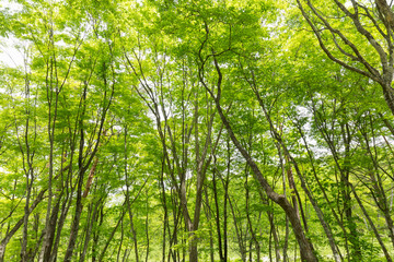 新緑の渓流と森