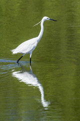 Little egret in Pottuvil, Sri Lanka