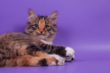 Siberian kitten on lilac violet background. Cat lying.