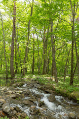 新緑の渓流と森