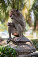 Fressender Affe auf Mauer