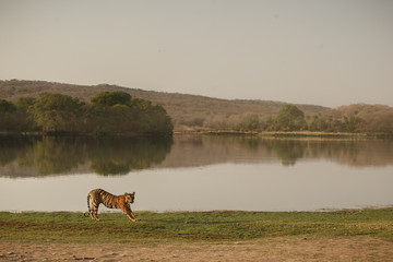 Tired tiger and the lake