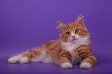 Siberian kitten on lilac violet background. Cat lying.