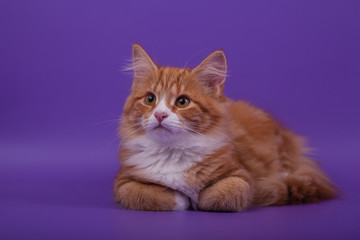 Siberian kitten on lilac violet background. Cat lying.