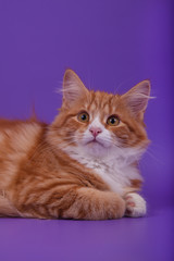 Siberian kitten on lilac violet background. Cat lying.