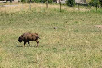 Bison auf dem Feld