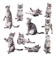 Fototapeta premium Collage of beautiful grey cat isolated on white