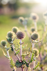 Wild plant in field