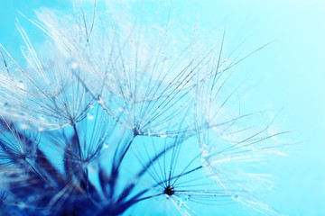 Fototapeta na wymiar Beautiful dandelion with seeds, macro view