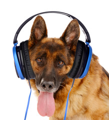Cute dog with headphones isolated on white